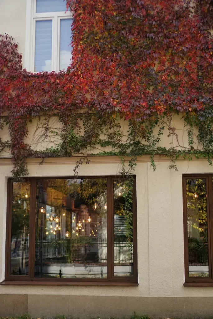Restauracja z zewnątrz. Jasna ściana, z dwoma oknami z brązowymi okiennicami, a nad nimi wspinający się po ścianie na górę czerwony bluszcz.